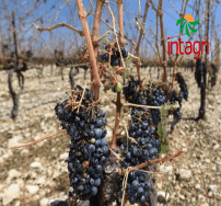 El Cambio climático y sus efectos en los viñedos