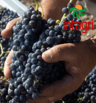 Calidad de uva para vino