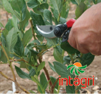 Manejo de la Poda en el  Cultivo de Arándano