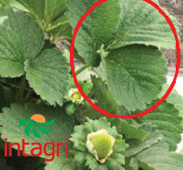 Análisis Foliar en el Cultivo de Berries