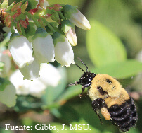 La Polinización del Cultivo del Arándano o Blueberry