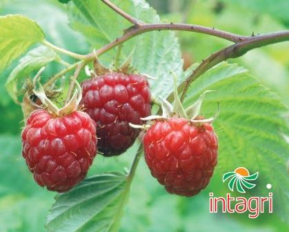 Producción de Berries, una Opción Viable de Negocio para el Sector Agrícola