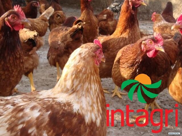 Conoce las Razas de Gallina de Postura