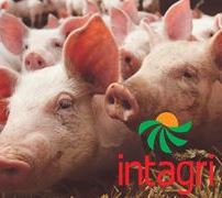 Bioseguridad en las granjas porcinas