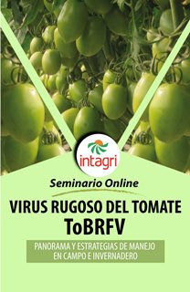 El Virus Rugoso del Tomate (ToBRFV): Panorama y Estrategias de Manejo en Campo e Invernadero