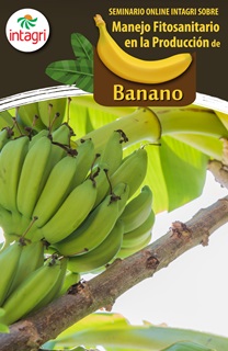 Conferencia Online INTAGRI sobre Fitosanidad de Banano