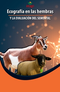 Conferencia online: Ovinos; ecografía en las hembras y evaluación del semental