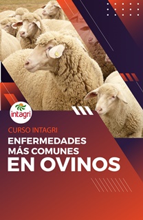 Curso Virtual Enfermedades Más Comunes en Ovinos