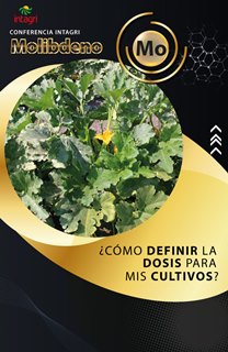 Cursos Virtual Intagri El Molibdeno como Micronutriente Esencial