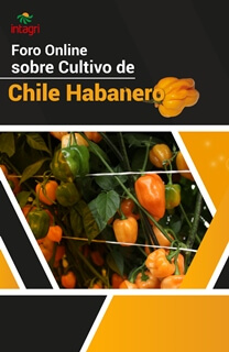 Foro Virtual Intagri sobre el Cultivo de Chile Habanero