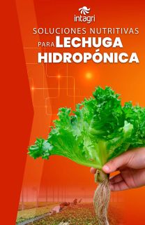 Soluciones Nutritivas para Lechuga Hidropónica Soluciones Nutritivas para Lechuga Hidropónica