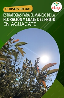 Conferencia Virtual: Estrategias para el manejo de la floración y cuaje del fruto en Aguacate