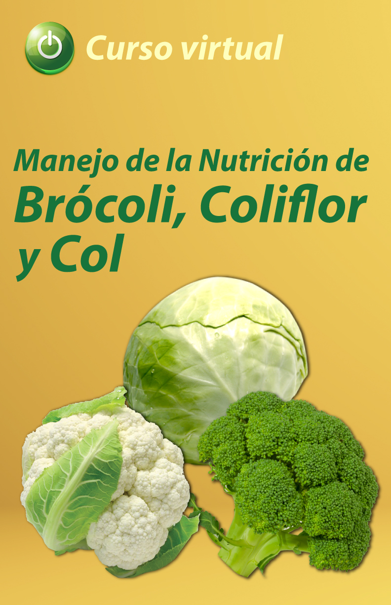 Curso virtual: Manejo y Nutrición del Brócoli, Coliflor y Col