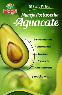 Curso Virtual de Manejo Postcosecha de Aguacate