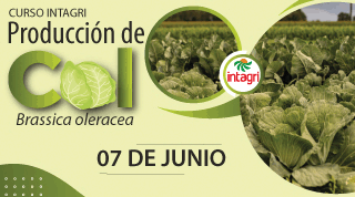 Curso Online Intagri Producción de Col (Brassica oleracea)