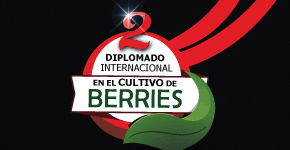 https://www.intagri.com/cursos/diplomados/frutillas/diplomado-internacional-en-cultivos-de-berries