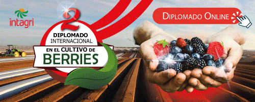 https://www.intagri.com/cursos/diplomados/frutillas/diplomado-internacional-en-cultivos-de-berries