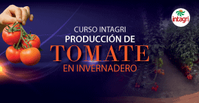 https://www.intagri.com/cursos/presenciales/hortalizas/curso-intagri-sobre-produccion-de-tomate