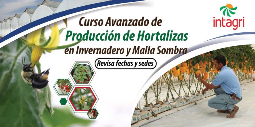 Curso Avanzado de Producción de Hortalizas en Invernadero y Malla Sombra Culiacán