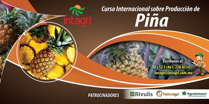 Curso Internacional sobre Producción de Piña