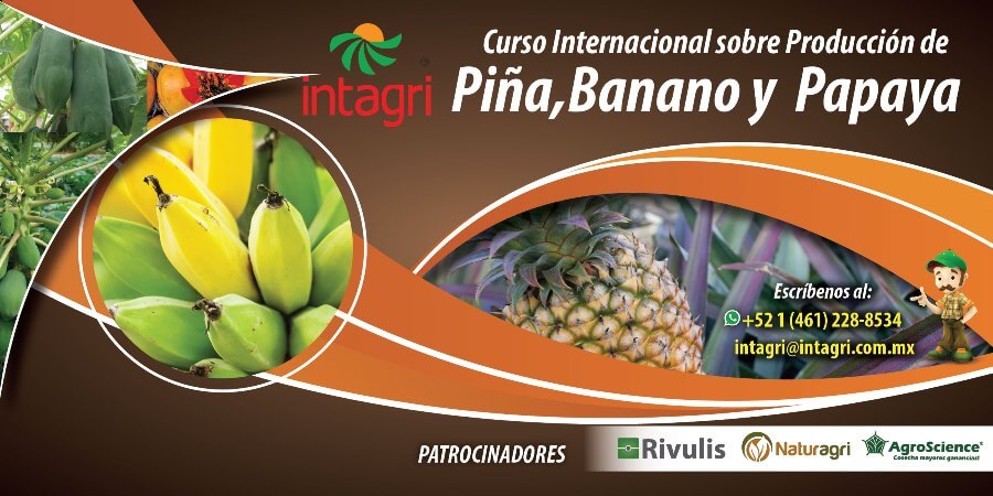 Curso Internacional sobre Producción de Piña, Banano y Papaya