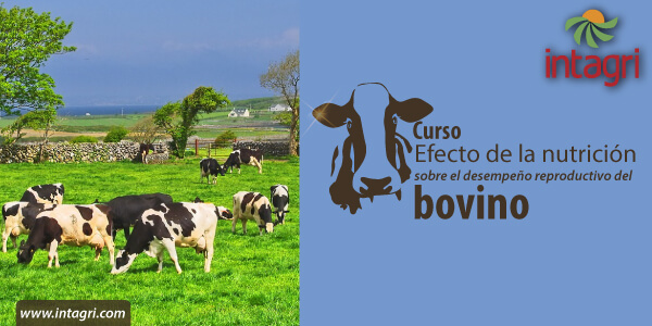 Efecto de la nutrición sobre el desempeño reproductivo del bovino