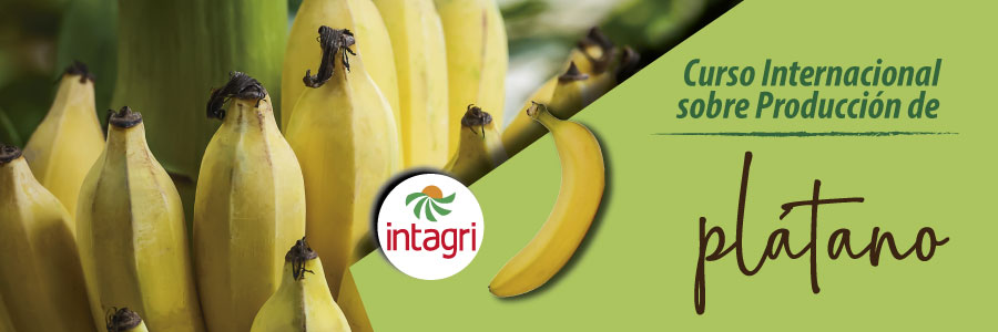 Curso Internacional sobre Producción de Piña, Banano y Papaya