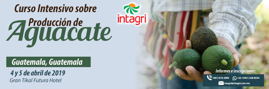 Curso intensivo sobre producción de Aguacate en guatemala