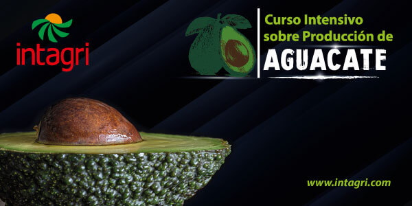 Curso Intensivo sobre Producción de Aguacate