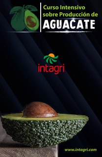 Curso Virtual Intensivo: Producción de Aguacate