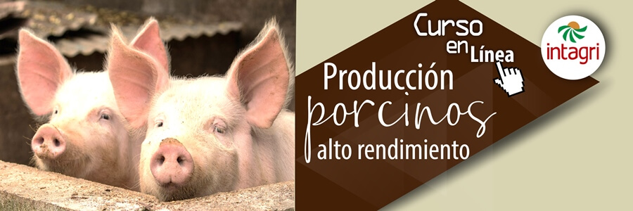 Curso de Producción de Porcinos de alto rendimiento