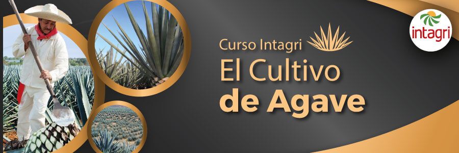 curso de agave