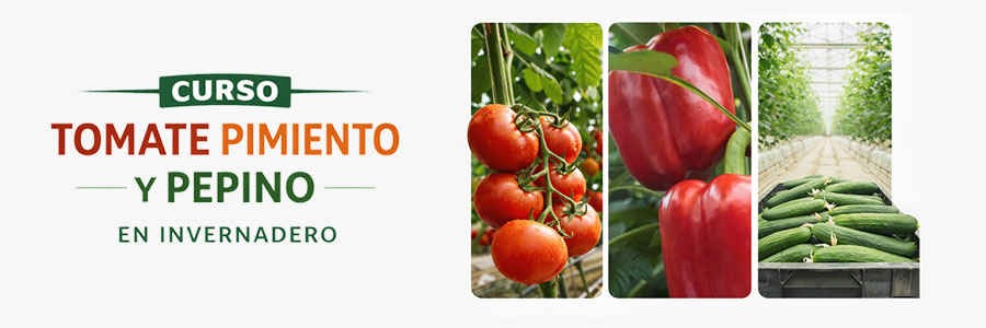 Curso INTAGRI Producción de Hortalizas Bajo Cubierta Tomate, Pepino y Pimiento