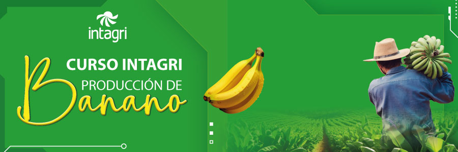 Produccion de Banano