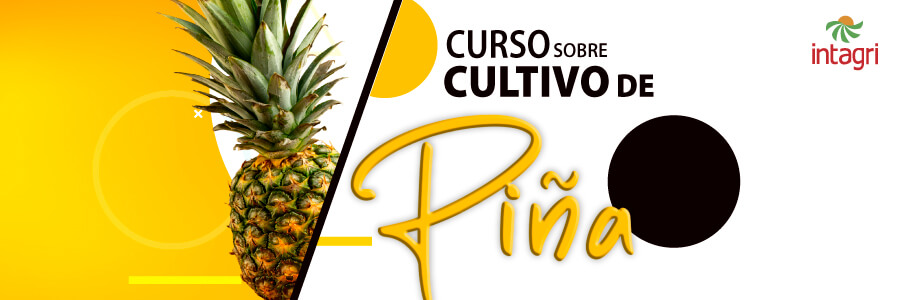 Curso INTAGRI sobre el Cultivo de Piña