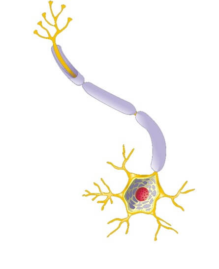 Ilustración de neurona (Bermúdez, 2015).