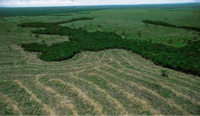 Amazonas