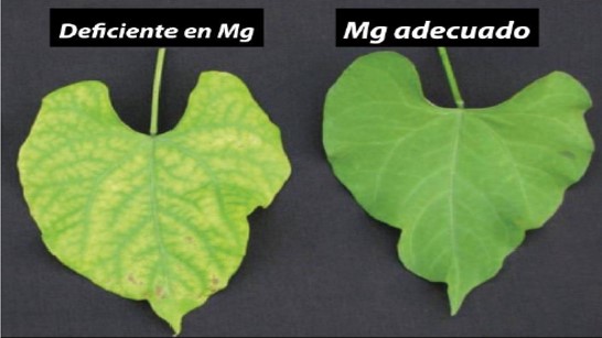 Deficiencia de Mg en cultivo de frijol