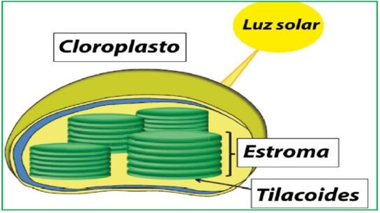 Cloroplastos. organelo donde se lleva a cabo la fotosintesis.