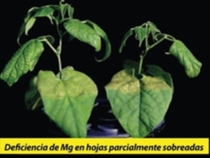 Deficiencia de Mg en cultivo de frijol