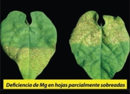 Deficiencia de Mg en cultivo de frijol