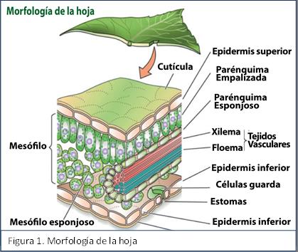 La fertilización foliar