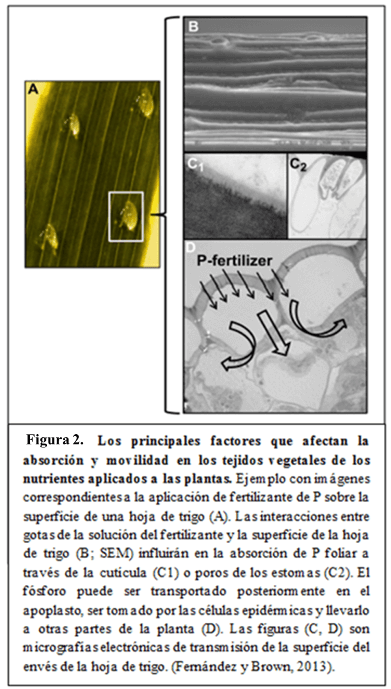 La fertilización foliar