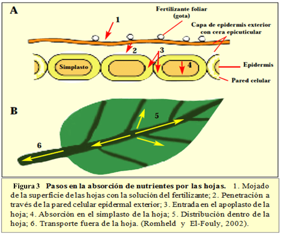 La fertilización foliar