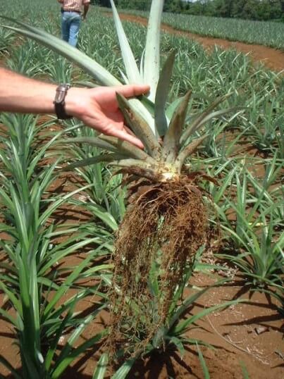 biofertilizantes en piña