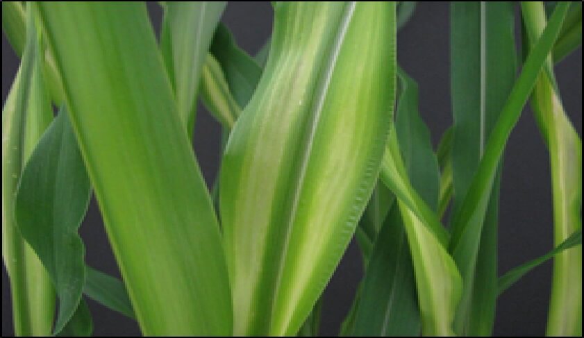  Deficiencia de Zn en el cultivo de maíz 