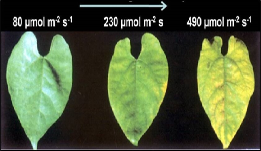  La deficiencia de Zn vuelve  a las plantas altamente sensibles a la alta intensidad de luz y al calor 