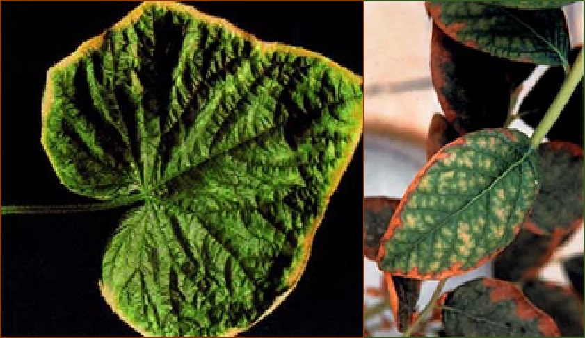  Toxicidad por boro en pepino y arándano 