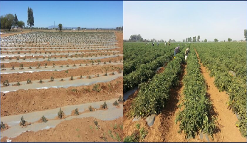  El antes y después en un cultivo de tomate a cielo abierto 