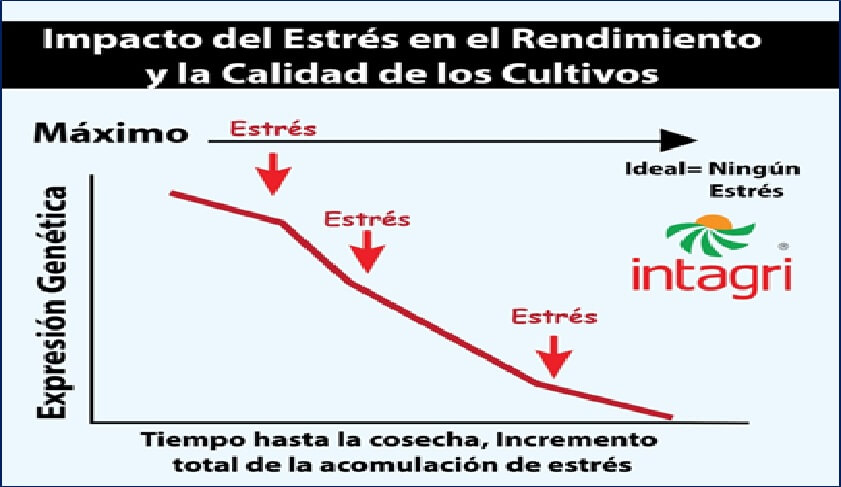  Representación esquemática de los efectos del estrés vegetal en el rendimiento y calidad de los cultivos 